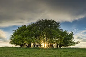 Environment Prints: Sunburst Through Beech Trees, Win Green Hill, Wiltshire, England