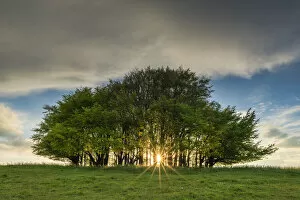 Sunburst Through Beech Trees, Win Green Hill, Wiltshire, England