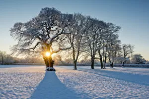 Images Dated 16th January 2013: Sunburst Through Oak Tree in Winter, Holt, Norfolk, England