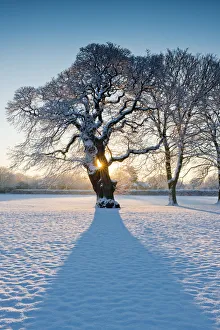 Sunburst Through Oak Tree in Winter, Holt, Norfolk, England