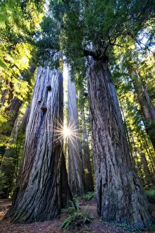 Images Dated 14th October 2017: Sunburst Through Redwood Trees, Jedediah Smith Redwood State Park, California, USA