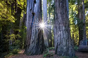 Environment Prints: Sunburst Through Redwood Trees, Jedediah Smith Redwood State Park, California, USA