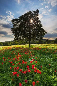 Poppies Prints: Sunburst Through Single Tree in Wildflower Meadow, Tuscany, Italy
