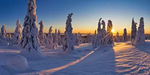 Finland Gallery: Sunburst Through Snow-covered Pine Trees, Riisitunturi National Park, Posio, Lapland