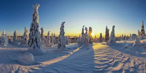 Sunburst Through Snow-covered Pine Trees, Riisitunturi National Park, Posio, Lapland