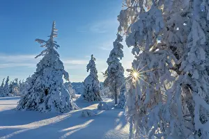 Snow Covered Prints: Sunburst through Snow-covered Pine Trees