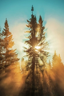 Spruce Tree Prints: SUnburst through a spruce tree in the boreal forest, Chibougameau, Quebec, Canada