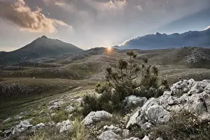 Gran Sasso Prints: Sunburst sunset over Campo Imperatore and Mount Bolza with a solitary pine - Gran Sasso