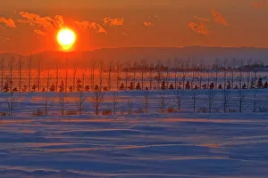 Quebec Prints: Suneset and trees on windy day La Pocatiere, Quebec, Canada