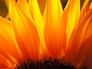 Sun Flower Gallery: Sunflower