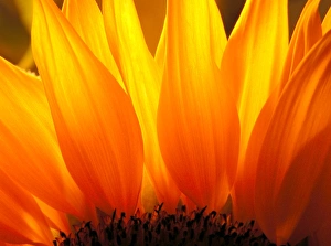 Sun Flower Gallery: Sunflower