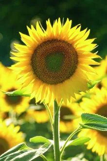 Farming Prints: Sunflower, Assisi, Umbria, Italy