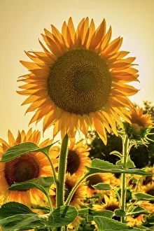 Farming Prints: Sunflower, Assisi, Umbria, Italy