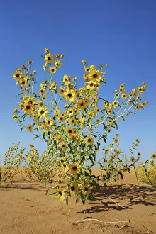 Sun Flower Prints: Sunflower in desert sand - USA, Utah, Emery, Goblin Valley - Colorado Plateau