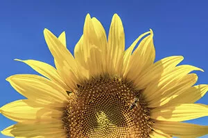 Images Dated 30th June 2015: Sunflower Detail, Provence, France