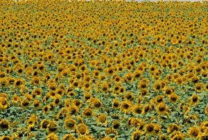 Sun Flower Gallery: Sunflower Field
