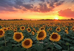 Plants Prints: Sunflower field, Brenna, Brianza, Como province, Lombardy, Italy