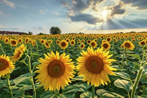 Sunflower Prints: Sunflower field, Brenna, Brianza, Como province, Lombardy, Italy