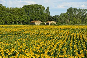 Camargue Prints: Sunflower field in Camargue, Languedoc- Roussillion, France, Europe