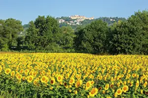 Plants Prints: Sunflower field and Castelplanio village on the background
