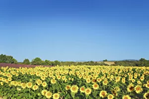 Sun Flower Gallery: Sunflower field - France, Provence-Alpes-Cote d Azur, Alpes de Haute Provence