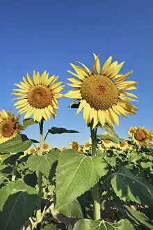 Images Dated 3rd March 2021: Sunflower field - France, Provence-Alpes-Cote d Azur, Alpes de Haute Provence