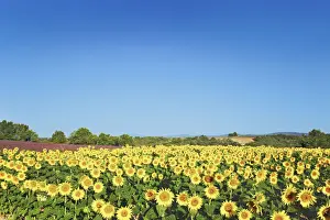 Sun Flower Prints: Sunflower field - France, Provence-Alpes-Cote d Azur, Alpes de Haute Provence