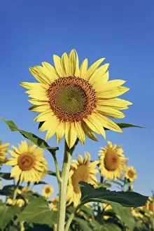 Sunflower field - France, Provence-Alpes-Cote d Azur, Alpes de Haute Provence