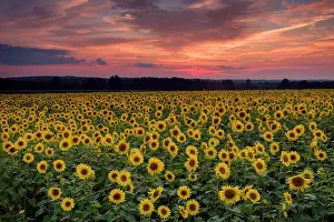 Bloom Prints: Sunflower field at sunset, Buttonwood Farm, Griswold, Connecticut, USA