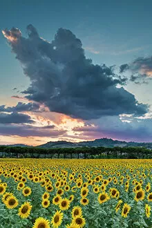 Images Dated 1st March 2023: Sunflower Field at Sunset, near Perugia, Umbria, Italy