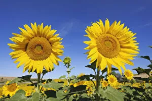 Sunflower field, Valensole, Plateau de Valensole, Alpes-de-Haute-Provence, Provence-Alpes-Cote d'Azur, Provence