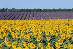 World Destinations Gallery: Sunflower fields