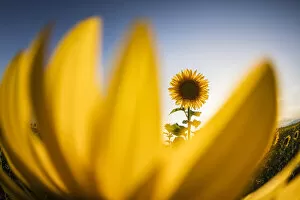 Farmland Collection: Sunflower (Helianthus annuus), Provence, France