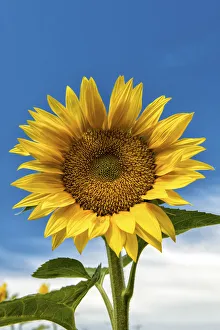 Sun Flower Gallery: Sunflower, Provence, France