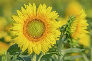 Sunflower Prints: Sunflower, Thornton, Ontario, Canada