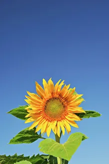 Manitoba Prints: Sunflower Treherne, Manitoba, Canada