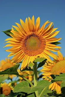 Sunflower Prints: Sunflower Treherne, Manitoba, Canada
