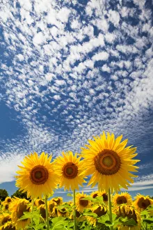 Sunflower Prints: Sunflowers & Cloudscape, near Arles, Provence, France