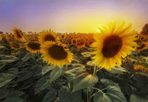 Rays Prints: Sunflowers during a colorful summer sunset in Tuscany, Italy