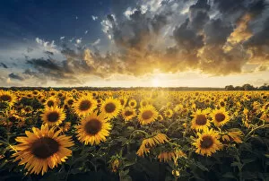 Southern Gallery: Sunflowers during a colorful summer sunset in Tuscany, Italy