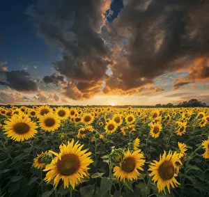 Sunflowers during a colorful summer sunset in Tuscany, Italy