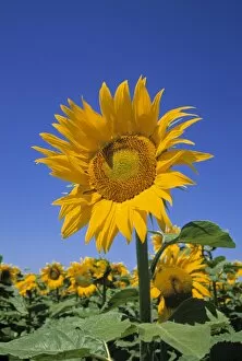 Sun Flower Gallery: Sunflowers, France