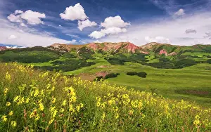 Crested Butte Prints: Sunflowers on hill, Crested Butte, Colorado, USA