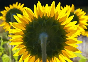 Sun Flower Gallery: Sunflowers in the morning light, Provence, France