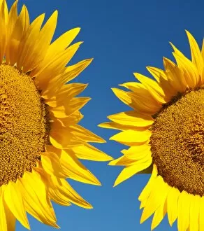 Sun Flower Gallery: Sunflowers, Provence, France