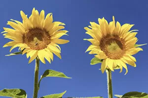 Sun Flower Gallery: Two Sunflowers, Provence, France
