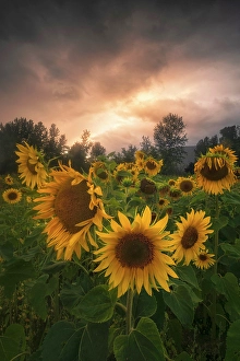 Sunflowers Prints: Sunflowers, Salmon Arm, British Columbia, Canada