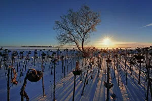 Shadow Gallery: Sunflowers at sunrise in winter Anola Manitoba, Canada