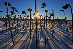Industry Prints: Sunflowers at sunrise in winter Anola, Manitoba, Canada