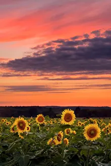Sunflower Prints: Sunflowers at sunset, Buttonwood Farm, Griswold, Connecticut, USA